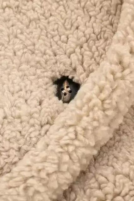 Luxurious Oversized Teddy Coat